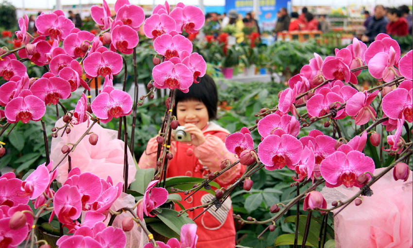 大業(yè)園林用年花裝扮您的春節(jié)，讓團聚更加有滋有味