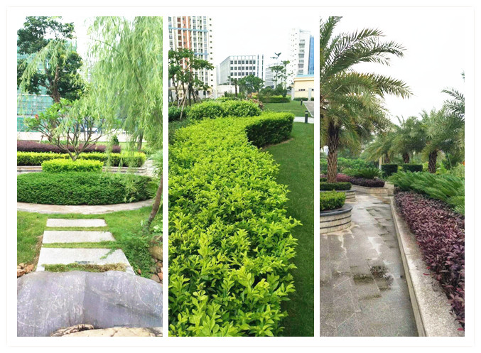 記住這些綠化養(yǎng)護(hù)技巧，植物更有活力!