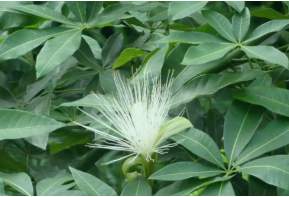 發(fā)財(cái)樹開花后怎么辦？